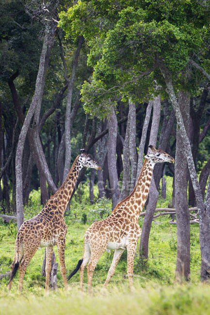 Girafas a pé, localizadas nas planícies de Serengeti; Tanzânia — Fotografia de Stock