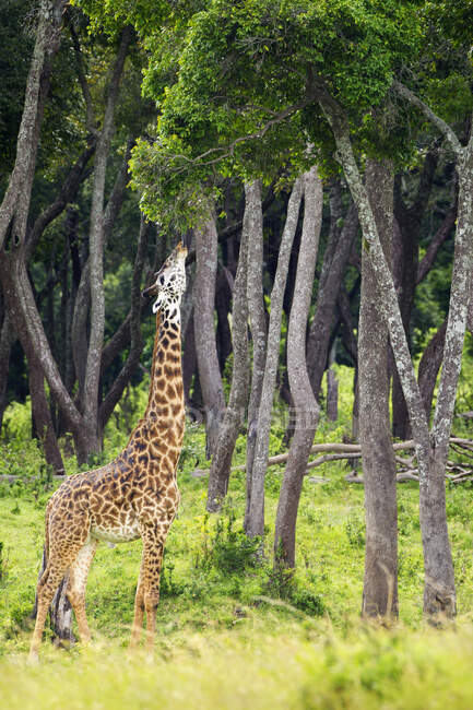 Жираф ест листья дерева, расположенные на равнинах Серенгети; Танзания — стоковое фото