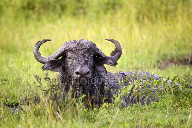 Búfalo de agua cubierto de barro de un baño en un agujero de riego en las llanuras del Serengeti; Tanzania - foto de stock