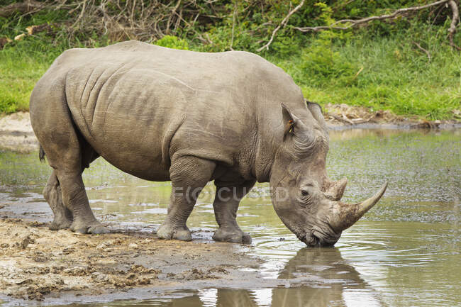 Rinoceronte bianco del nord (Ceratotherium Simum Cottoni) in un buco acquatico, con uccello nell'orecchio, Gomo Gomo Game Lodge; Sud Africa — Foto stock