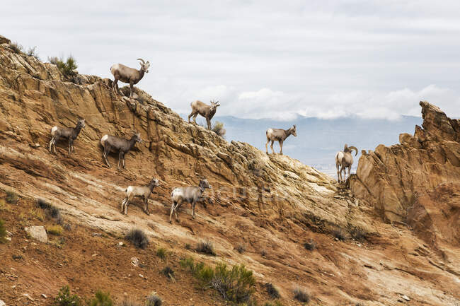 Un troupeau de mouflons du désert (Ovis Canadensis) Des brebis et des béliers debout sur une colline rocheuse dans le monument national du Colorado en automne ; Grand Junction, Colorado, États-Unis d'Amérique — Photo de stock