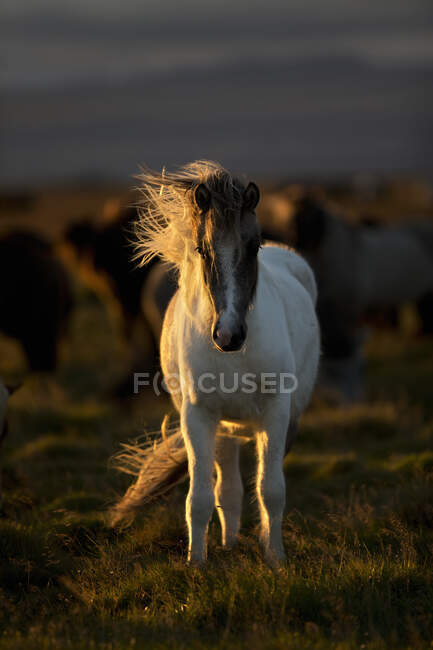 Ісландський кінь на заході сонця з довгою гривою дує у вітрі; Ісландія — стокове фото