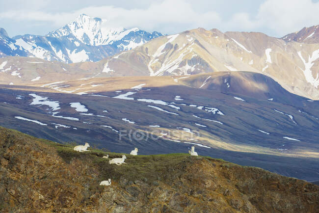 Familia de ovejas Dall (Ovis Dalli) Mirar hacia fuera sobre el paso policromado en el Parque Nacional de Denali en primavera; Alaska, Estados Unidos de América - foto de stock