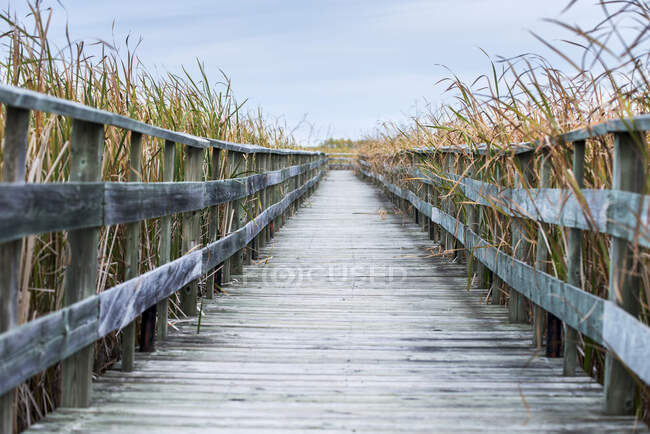 A Weathered Wooden Boardwalk Lined With Tall Grasses; Riverton, Manitoba, Canada — Photo de stock