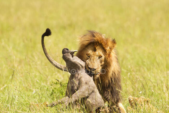 Male Lion With Captured warthog In His Jaws At Serengeti Plains; Tanzania — Stock Photo