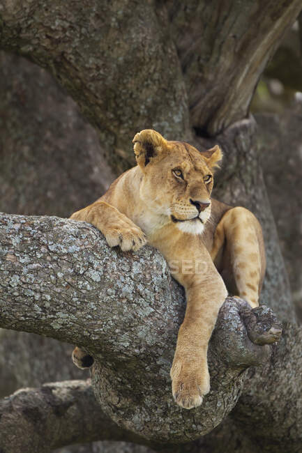 Leone che riposa in un albero nelle pianure del Serengeti; Tanzania — Foto stock