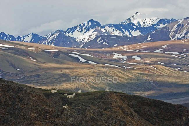 Dall Schafe und Lämmer (Ovis Dalli) Im Denali Nationalpark; Alaska, Vereinigte Staaten Von Amerika — Stockfoto