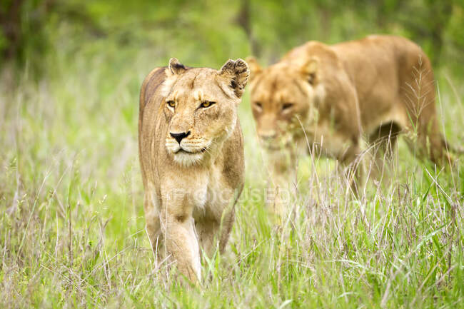 Dos leones hembras merodeando en las llanuras del Serengeti; Tanzania - foto de stock