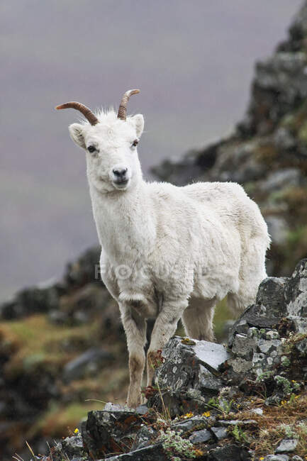 Dall Sheep Ram (Ovis Dalli) Em Denali National Park; Alaska, Estados Unidos da América — Fotografia de Stock
