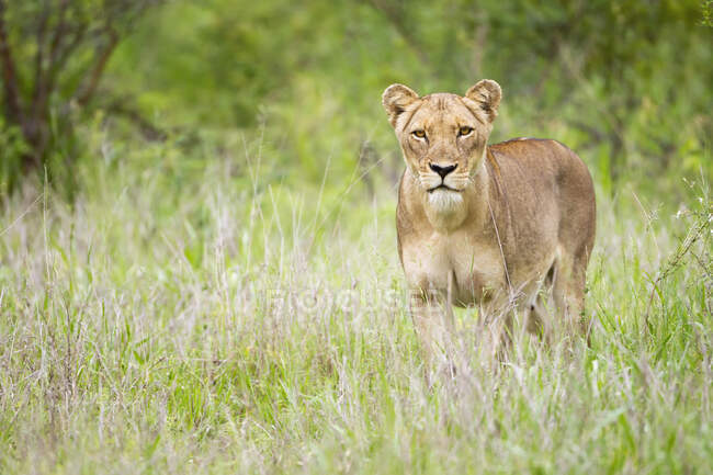 Leão feminino à espreita nas planícies de Serengeti, olhando diretamente para a câmera; Tanzânia — Fotografia de Stock
