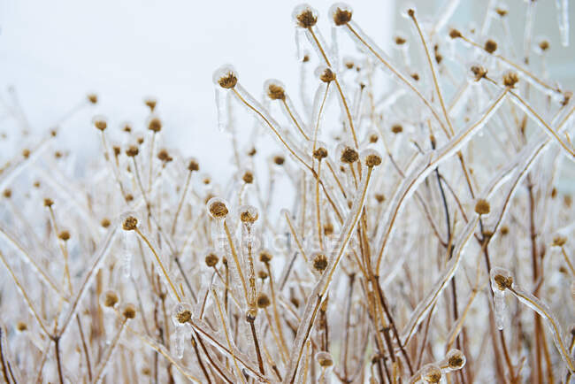 Teasels Covered With Ice; Toronto, Ontario, Canadá - foto de stock