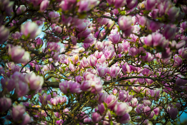Hermosas magnolias rosadas floreciendo; Ascona, Ticino, Suiza - foto de stock