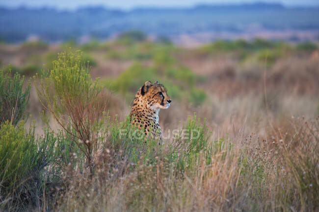 Cheetah assis dans l'herbe grande ; Afrique du Sud — Photo de stock
