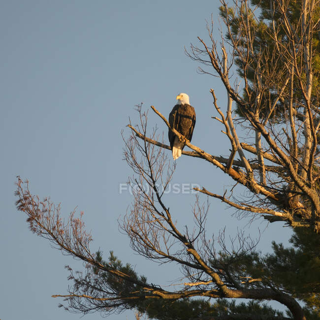 A Bald Eagle (Haliaeetus Leucocephalus) Sentado em uma árvore contra um céu azul; Kenora, Ontário, Canadá — Fotografia de Stock