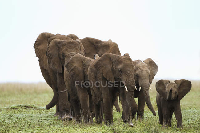Una familia de elefantes paseando por las llanuras del Serengeti; Sudáfrica - foto de stock