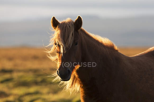 Islandpferd bei Sonnenuntergang mit langer Mähne, die im Wind weht; Island — Stockfoto