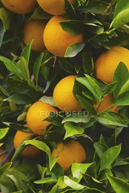 Oranges mûres sur un arbre ; San Juan Capistrano, Californie, États-Unis d'Amérique — Photo de stock