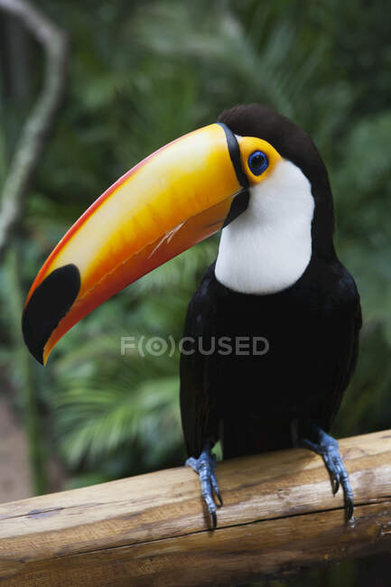 Un tucano nel parco Das Aves (Parco degli uccelli); Iguacu, Brasile — Foto stock
