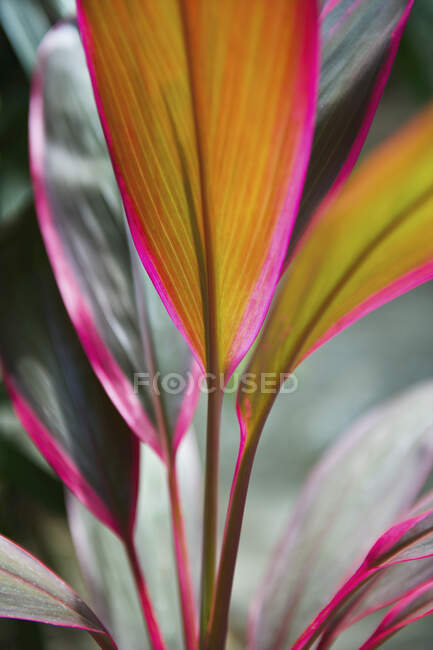Primo piano di foglie brillantemente colorate su una pianta; Carlisle Bay, Antigua — Foto stock