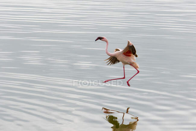 Lesser Flamingo (Phoenicopterus Minor) In Arusha National Park In Winter; Tanzania — стокове фото