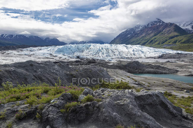 Vista da cara da geleira de Matanuska com fireweed anão e rochas em primeiro plano; Alaska, Estados Unidos da América — Fotografia de Stock
