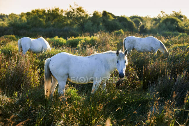 Cavalli bianchi al pascolo nell'erba alta, Parco Naturale Regionale della Camargue; Camargue, Provenza-Alpi-Costa Azzurra, Bouches-Du-Rhone, Francia — Foto stock