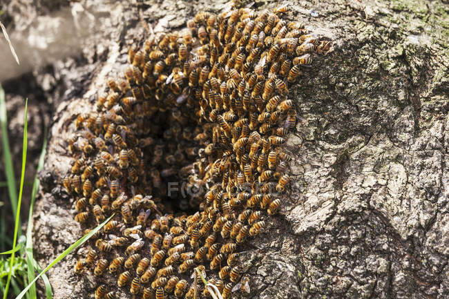 Abeilles domestiques sauvages dans un arbre creux (Apis Mellifera) ; Toronto, Ontario, Canada — Photo de stock