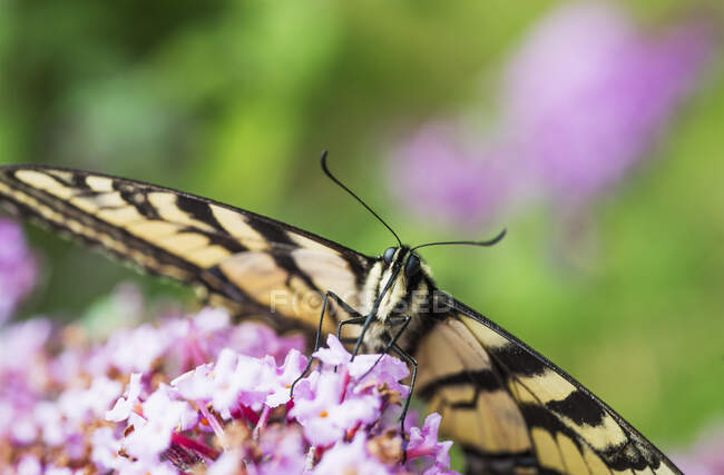 A Swallowtail Butterfly Seeking Nectar On A Butterfly Bush; Astoria, Oregon, Estados Unidos da América — Fotografia de Stock