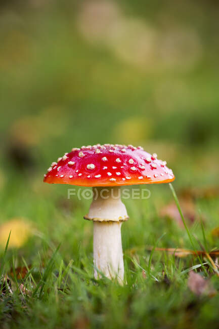 Червоний гриб у траві; Нортумберленд, Англія — стокове фото