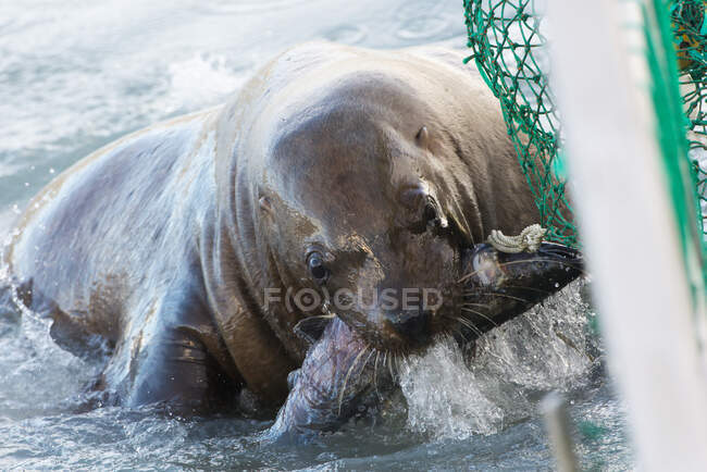 Seelöwe stiehlt einen Silberlachs aus einem Fischernetz; Valdez, Alaska, Vereinigte Staaten von Amerika — Stockfoto