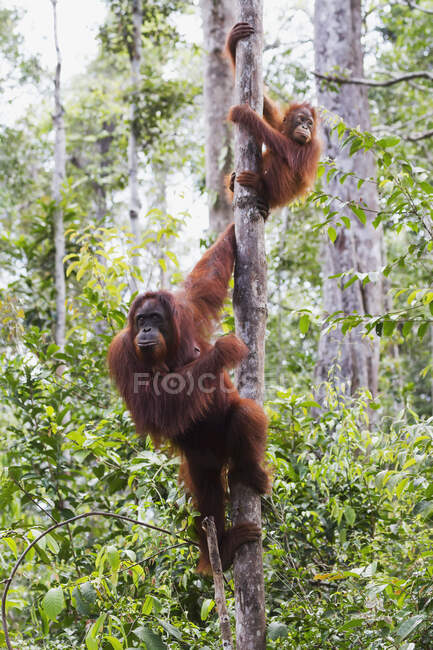 Orangutanes Borneanos Femeninos y Juveniles (Pongo Pygmaeus) En Camp Leaky, Tanjung Puting National Park, Central Kalimantan, Borneo, Indonesia - foto de stock