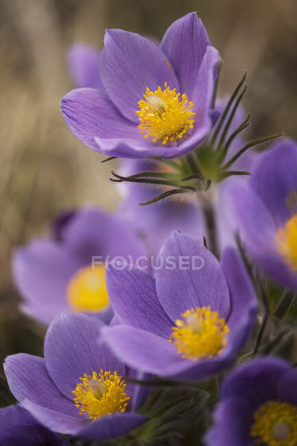 Purple Crocuses; Yukon, Canada — Stock Photo