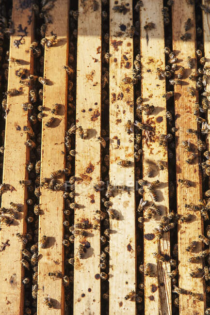 Abejas de miel ocupadas en una colmena Langstroth; Toronto, Ontario, Canadá - foto de stock
