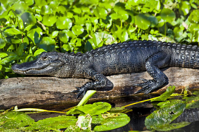 Close Up Of American Alligator (Alligator Mississippiensis) Resting On A Log In St. Johns River, Blue Spring State Park; Orange City, Florida, United States Of America — стокове фото