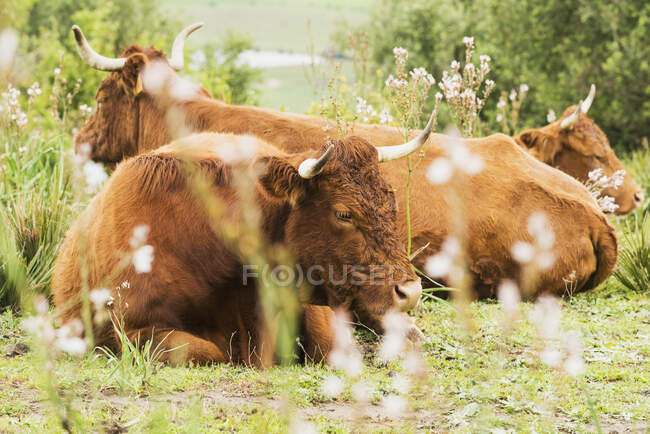 Bovini sdraiati sull'erba; Tarifa, Cadice, Andalusia, Spagna — Foto stock