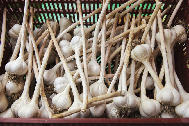 Große saubere, biologisch angebaute Knoblauchzwiebeln; Ontario, Kanada — Stockfoto