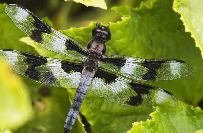 A Dragonfly Warming Up In A Vegetable Garden; Astoria, Oregon, Estados Unidos da América — Fotografia de Stock