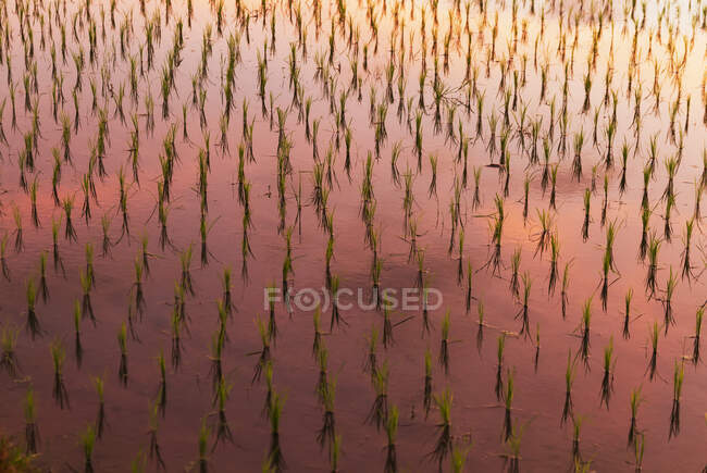 Campo de arroz al amanecer cerca de Ubud, Bali, Indonesia - foto de stock