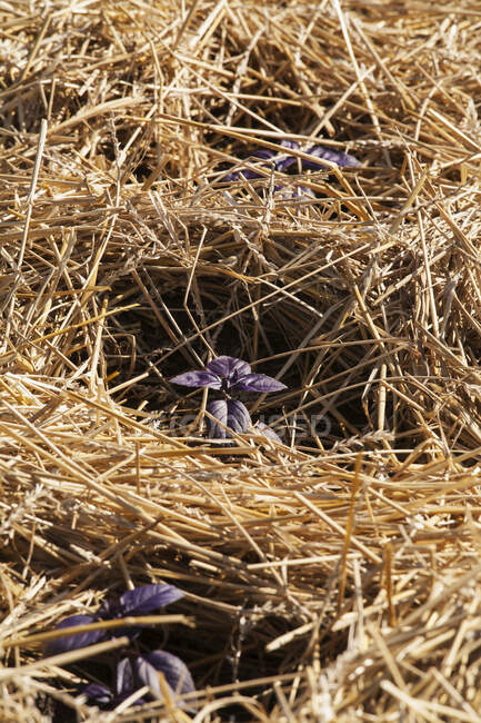 Plantas de albahaca púrpura creciendo en mantillo de paja; Brampton, Ontario, Canadá - foto de stock