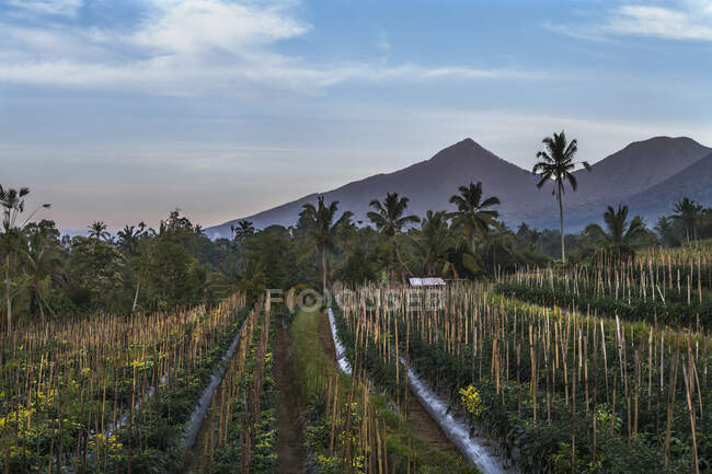 Pfefferplantage bei Rendang, Bali, Indonesien — Stockfoto