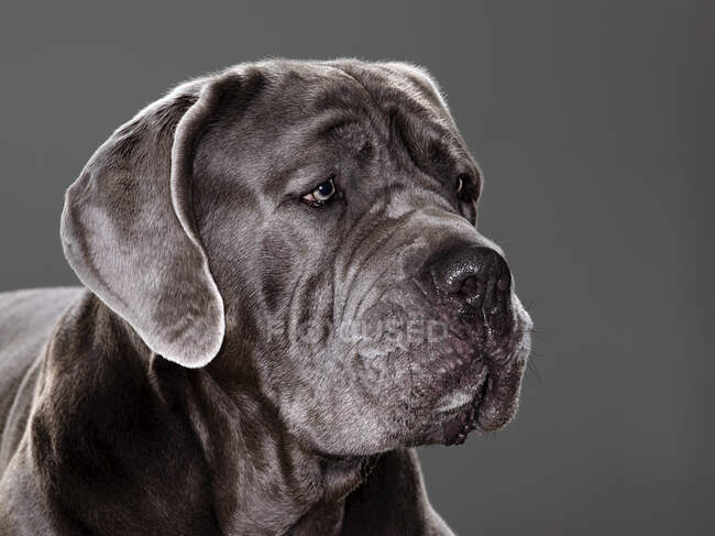 Cão mastim italiano; Montreal, Quebec, Canadá — Fotografia de Stock