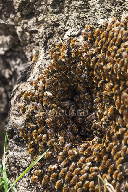 Abejas silvestres de miel en un árbol hueco (Apis Mellifera); Toronto, Ontario, Canadá - foto de stock