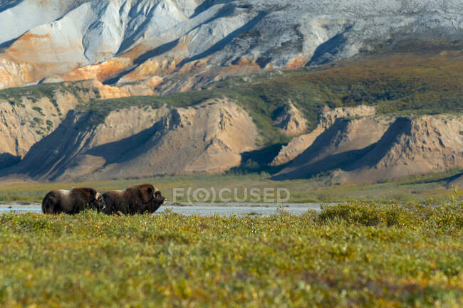 Muskox (Ovibos Moschatus) At Sag River In Front Of The Bluff Bank; Deadhorse, Alaska, United States Of America — стокове фото