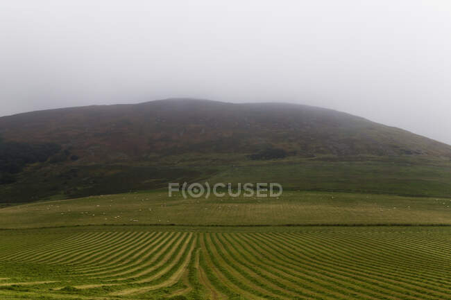 Tierras agrícolas en primer plano con ovejas pastando en un campo a la distancia; Northumberland, Inglaterra - foto de stock