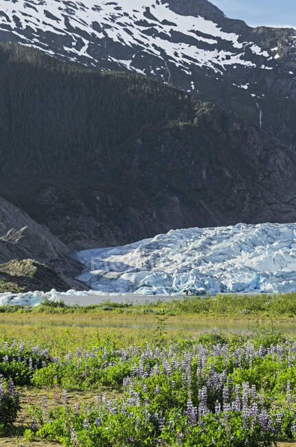 Glaciar Mendenhall En Mendenhall Valley, Tongass National Forest; Alaska, Estados Unidos de América - foto de stock