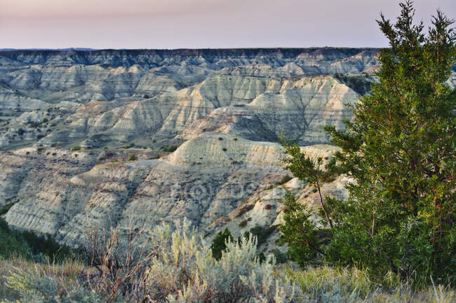 Rocky Mountain Junipers (Juniperus Scopulorum) Im kleinen Missouri Grasland; North Dakota, Vereinigte Staaten Von Amerika — Stockfoto