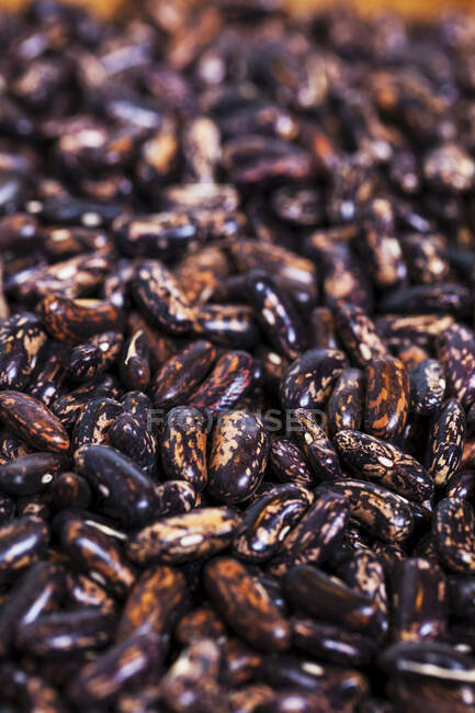 Dried, Heirloom 'blue Jay' Beans; Toronto, Ontario, Canada — Stock Photo