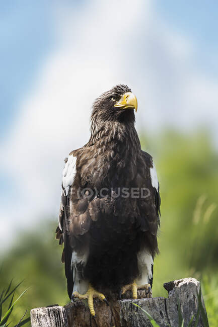Golden Eagle, Assiniboine Park Zoo; Winnipeg, Manitoba, Canadá - foto de stock