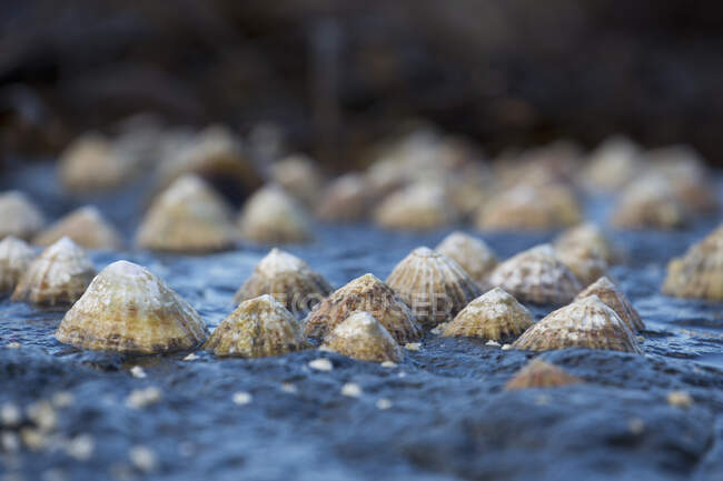 Seashells On A Rock; South Shields, Tyne And Wear, Inglaterra - foto de stock