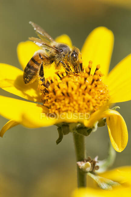 Uma abelha ocupada polinizando flores coletando pólen; Bolívia — Fotografia de Stock